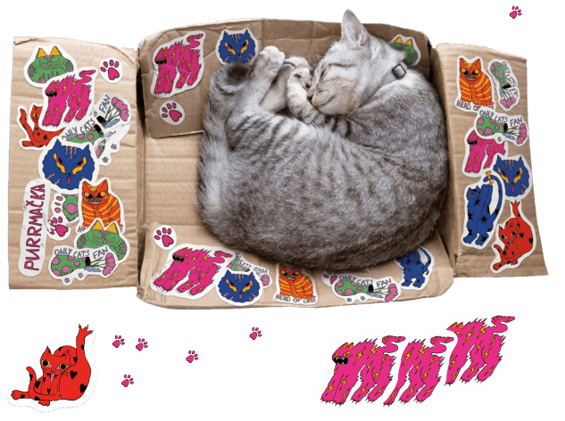 Cat in box with stickers